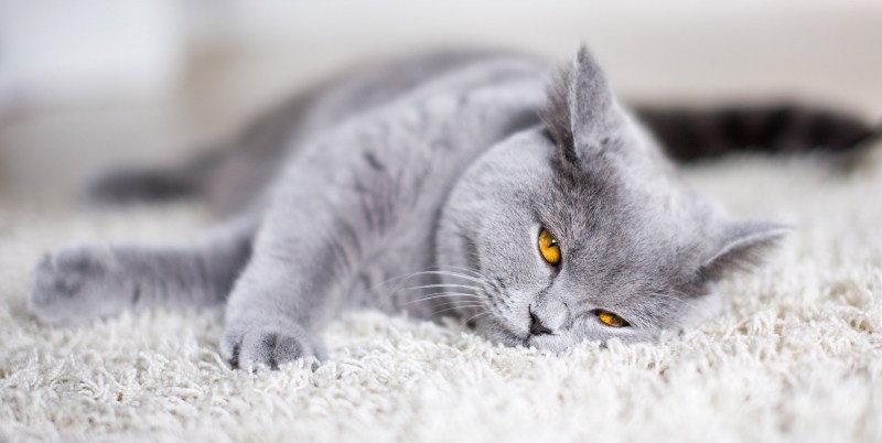 Кот британец серый