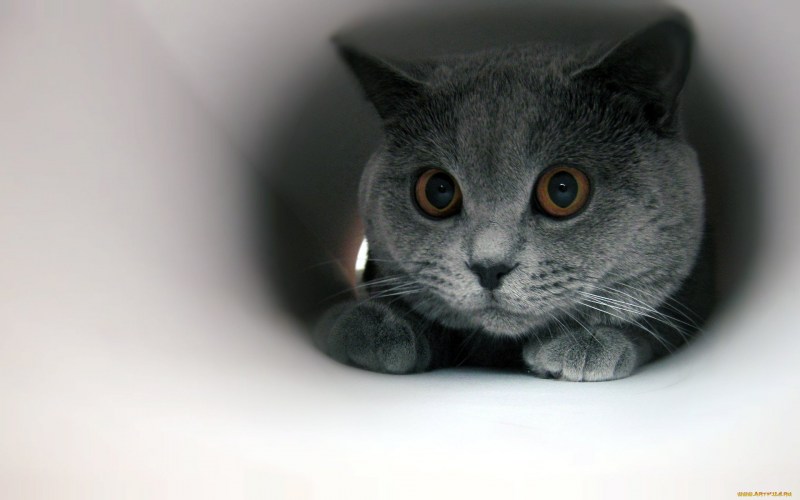 Короткошерстные беспородные кошки