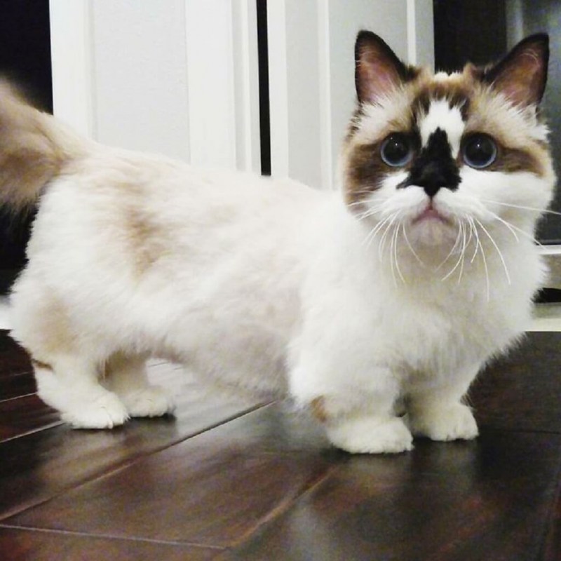 Манчкин кошка черная