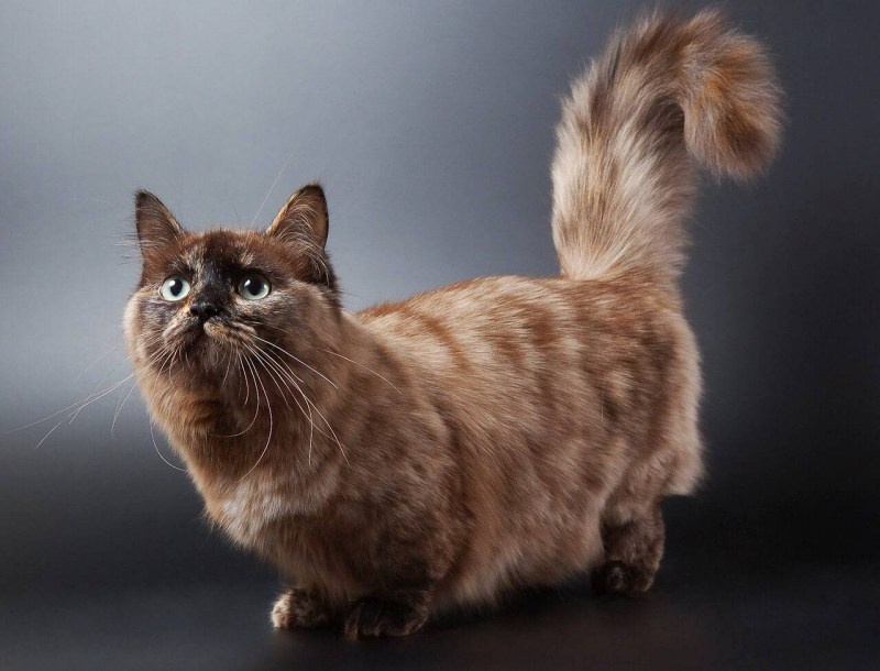 Скоттиш фолд Манчкин