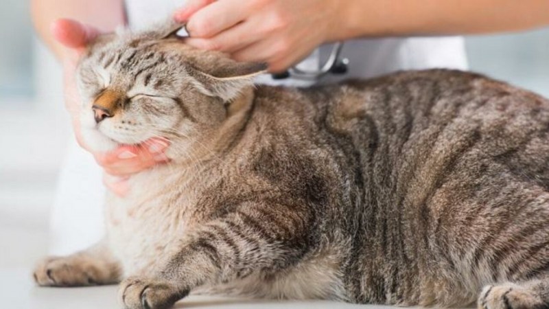Cat Ears Cleaning