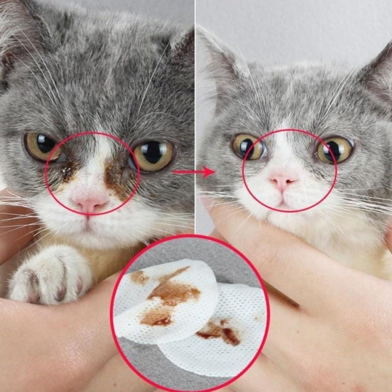 Уход за кошкой