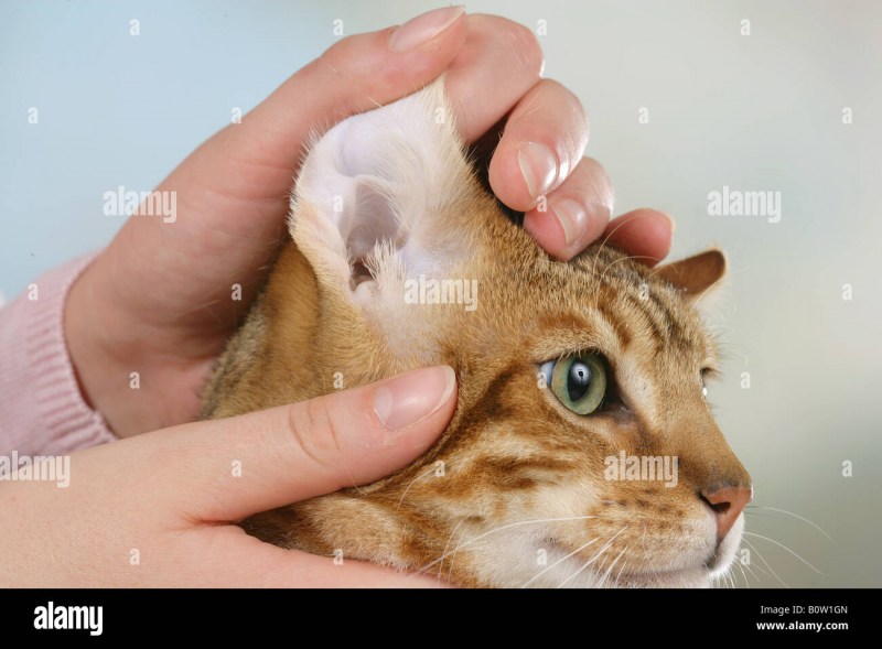 Прокалывание ушей кошкам