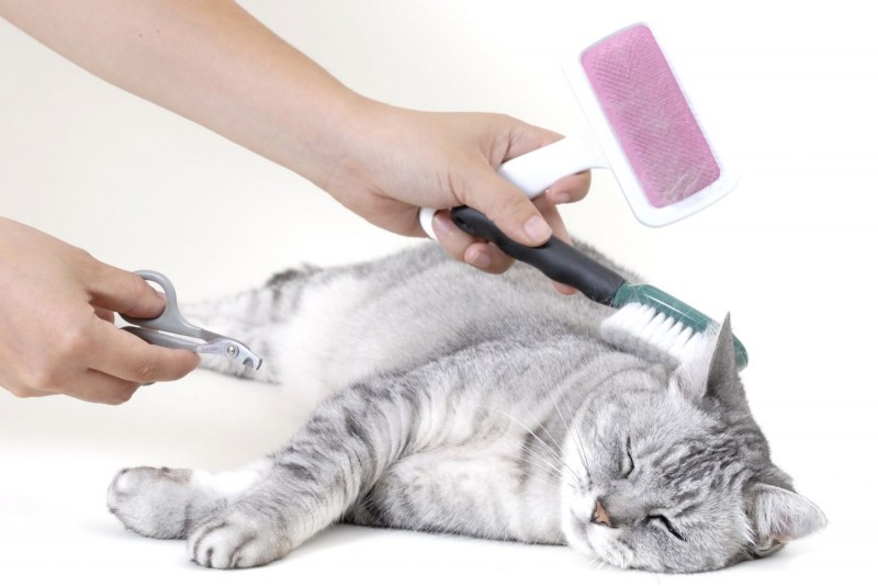 Коты для обработки