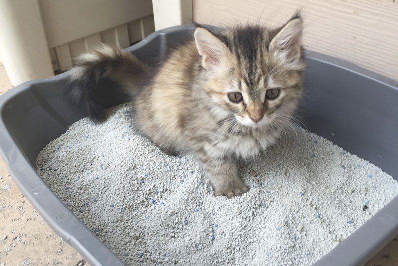 Приучить котенка к лотку