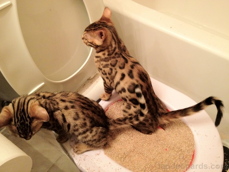 Лоток для бенгальского кота