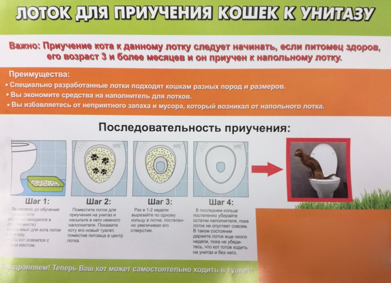 Как приучить кошку к унитазу
