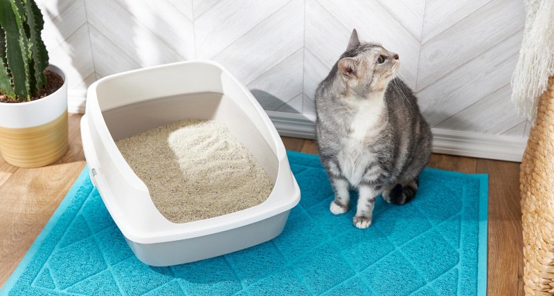 Приучение кота к лотку