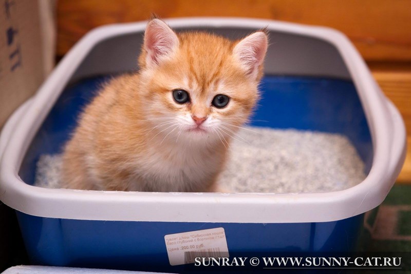 Лоток для котят