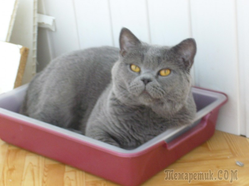 Лоток для британца