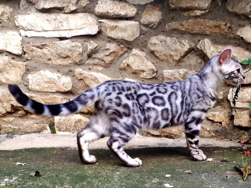 Пятнистая кошка