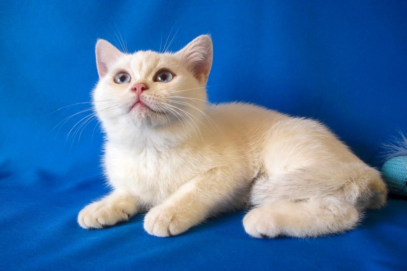 Кошка Bri ny11