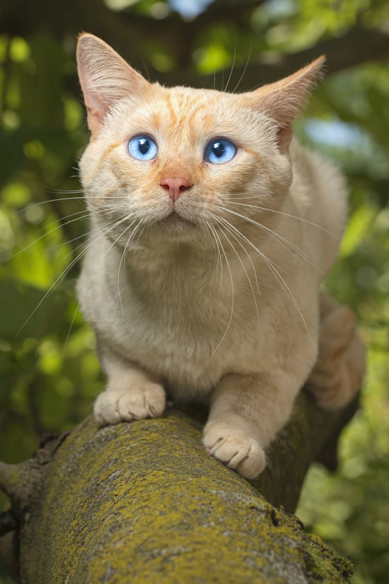 Охос азулес кошка рыжий