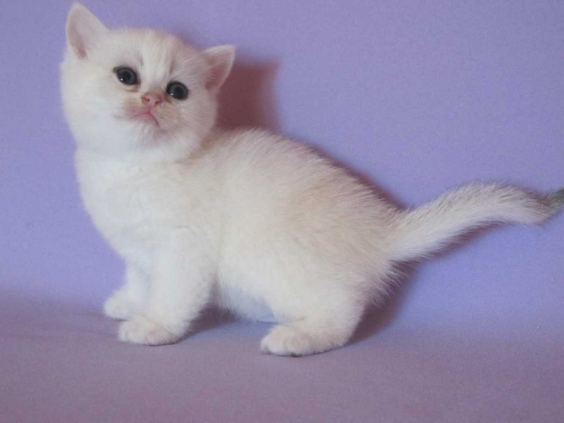 Кошка Bri ny12