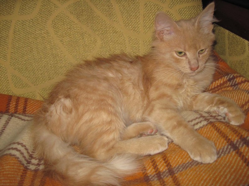 Сибирская кошка палевая персик