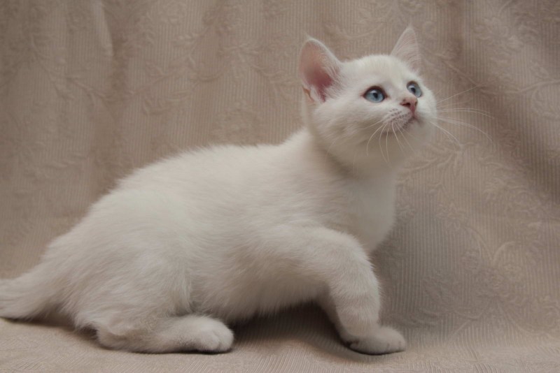 Котенок британец палевый