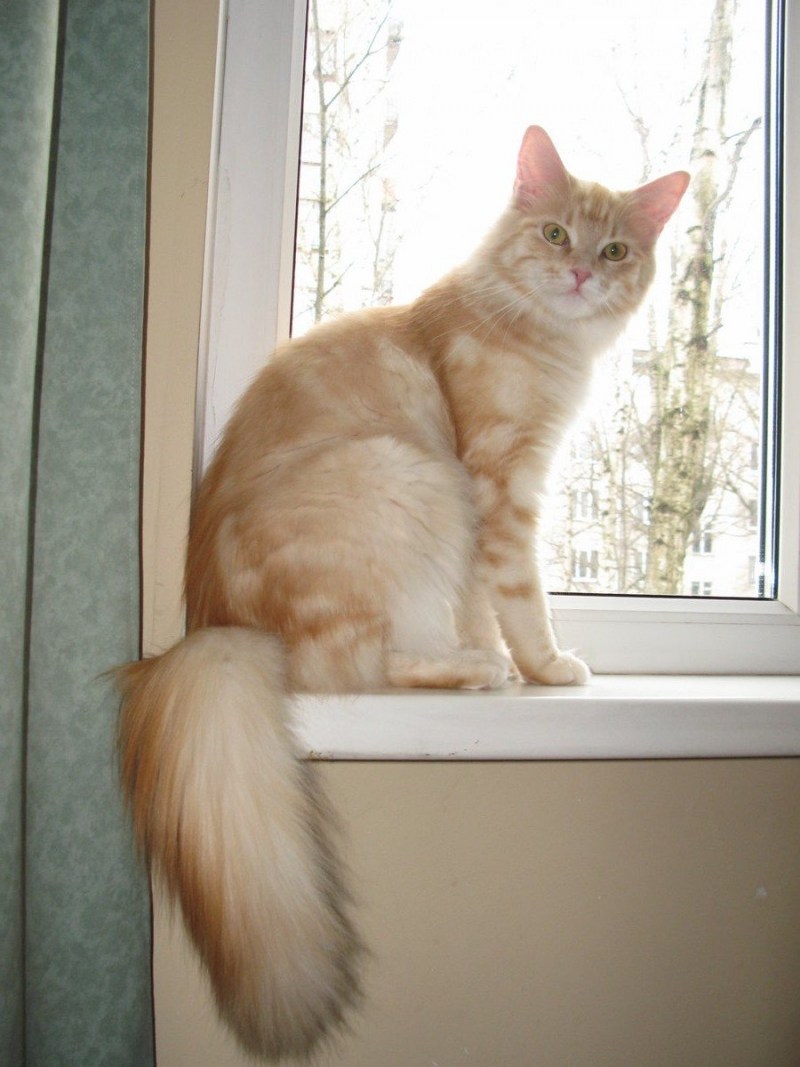 Кошка породы Мейн кун кремовый