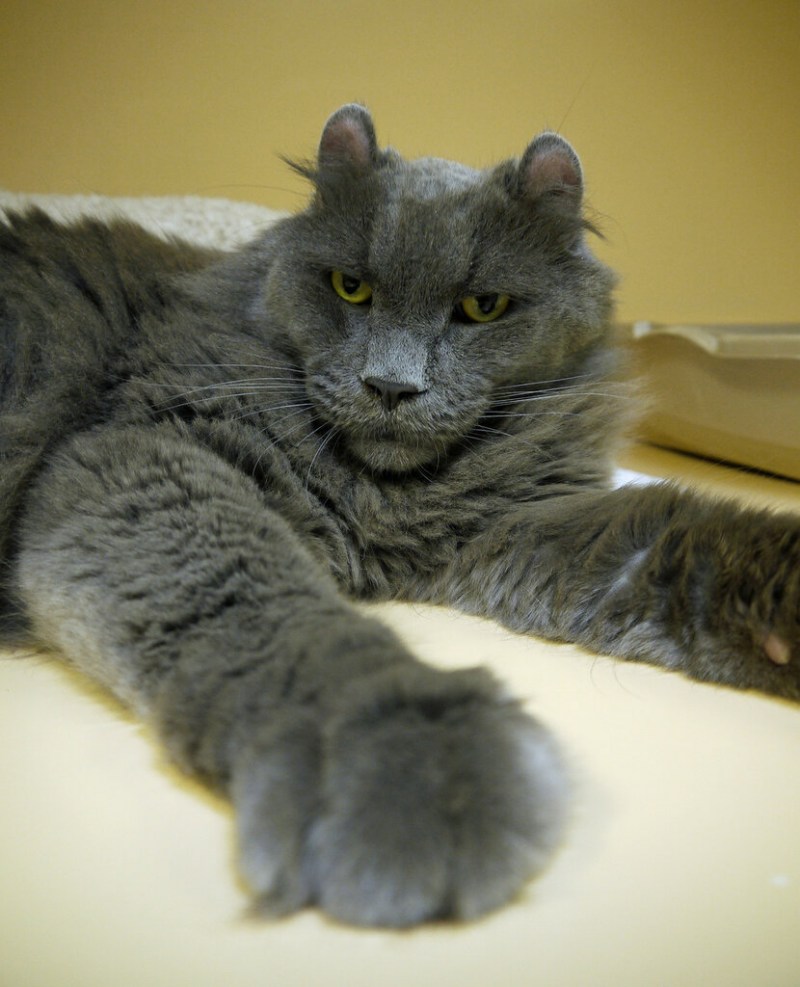 Серый крупный кот