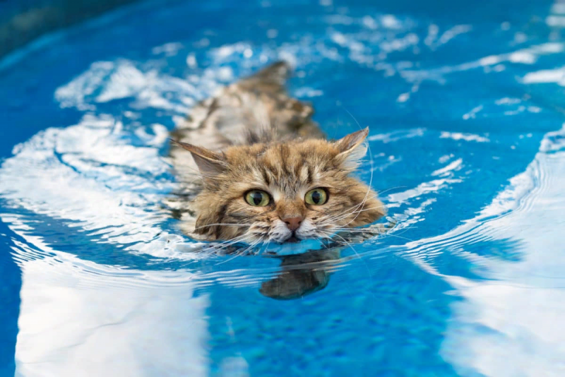 Кошки которые плавают