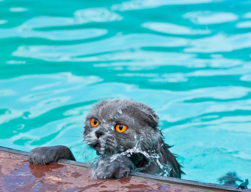 Кошка в воде