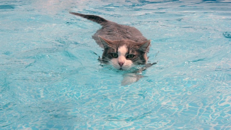 Котик в воде