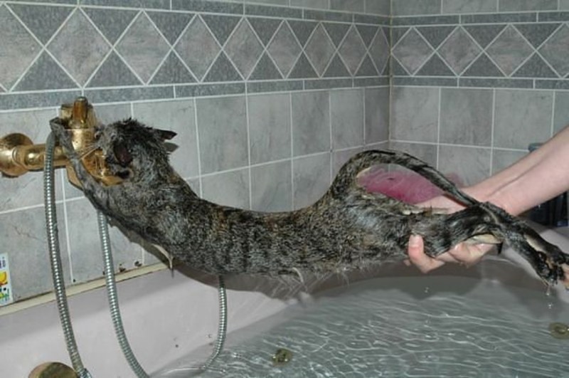Купание котов в ванной