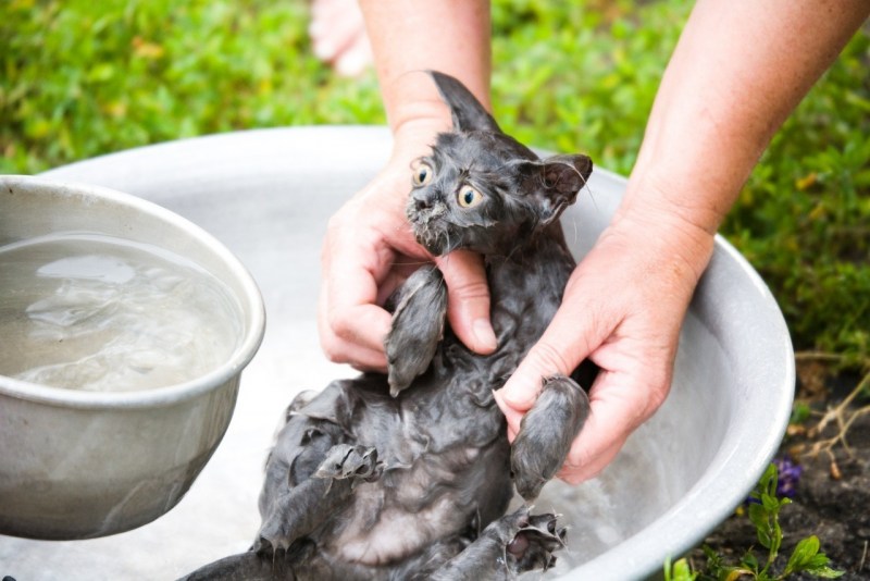 Купание кошки