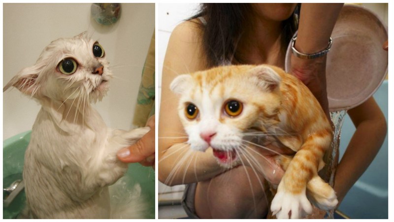 Купание кота