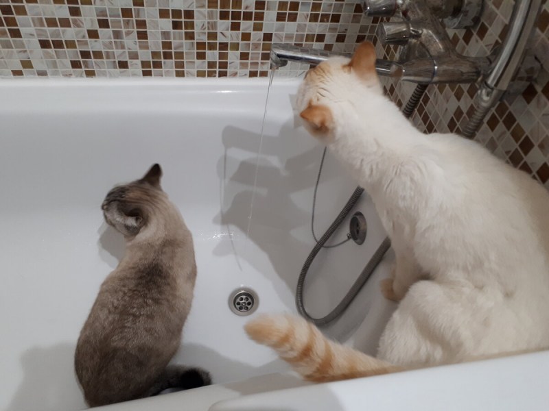 Смешные кошки боятся воды ванной