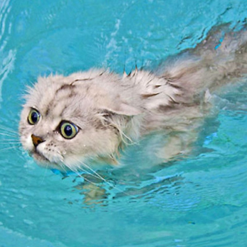 Почему кошки боятся воды