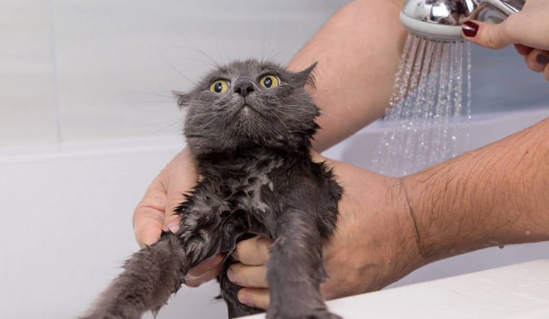 Мокрый котенок