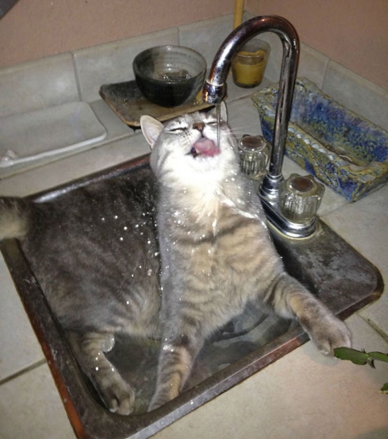 Коты которые обожают купаться