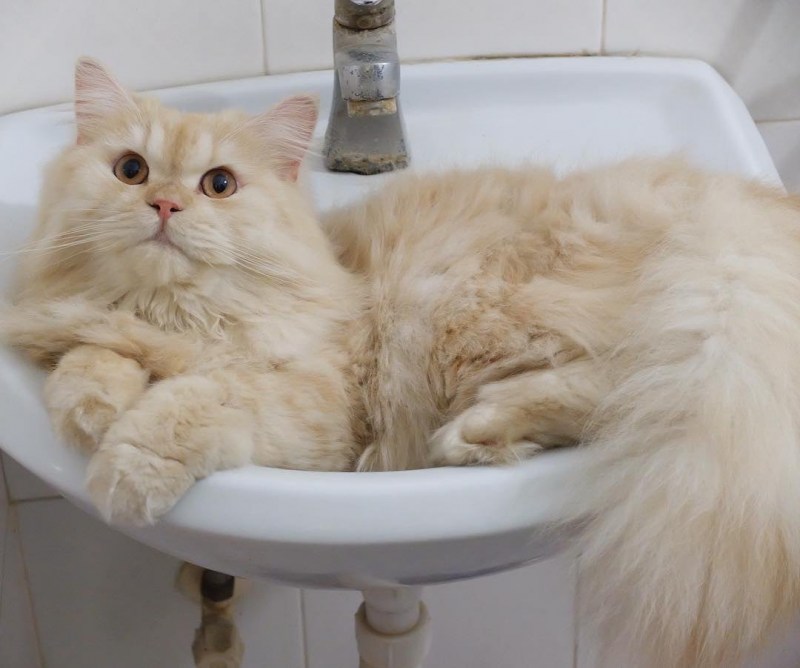 Коты которые любят купаться