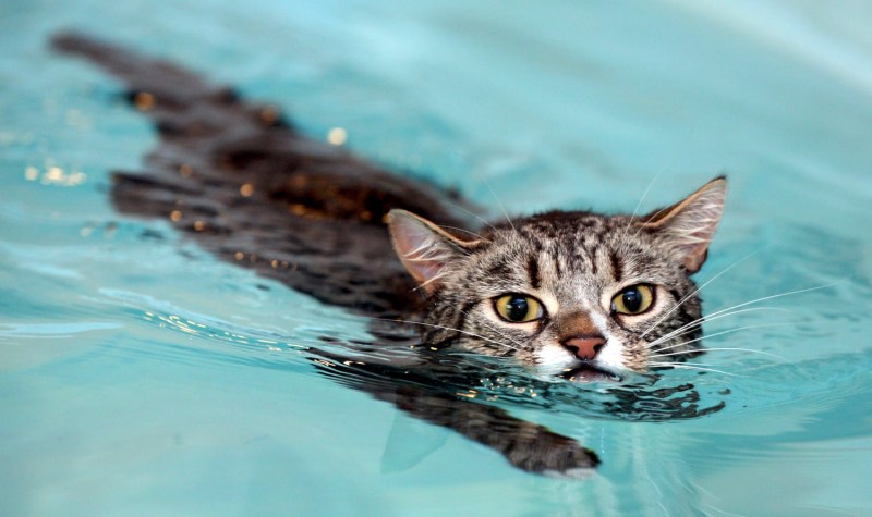 Водоплавающий кот