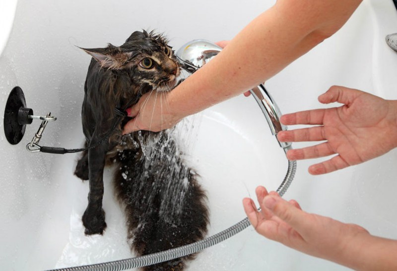 Купание кота