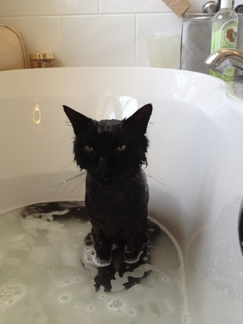 Котик в ванной