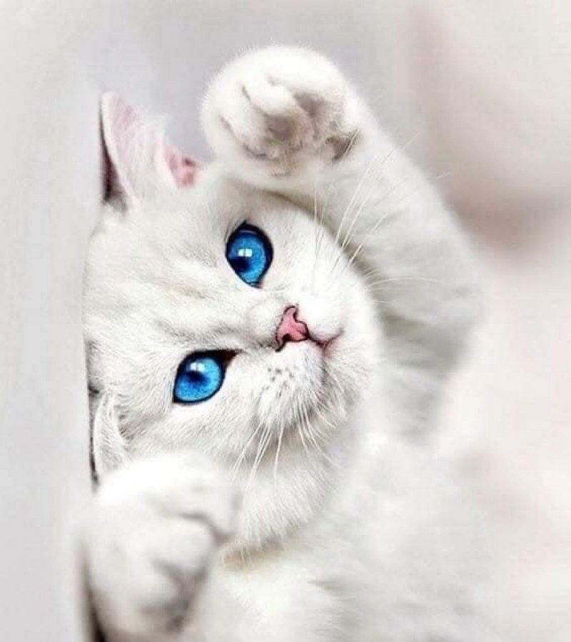 Котенок с голубыми глазами