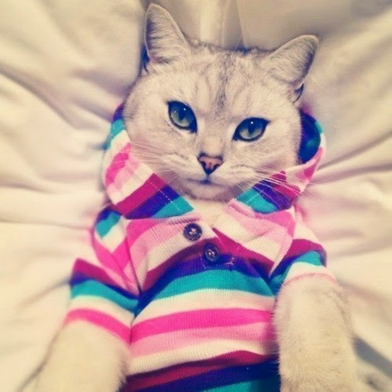 Котики на аву