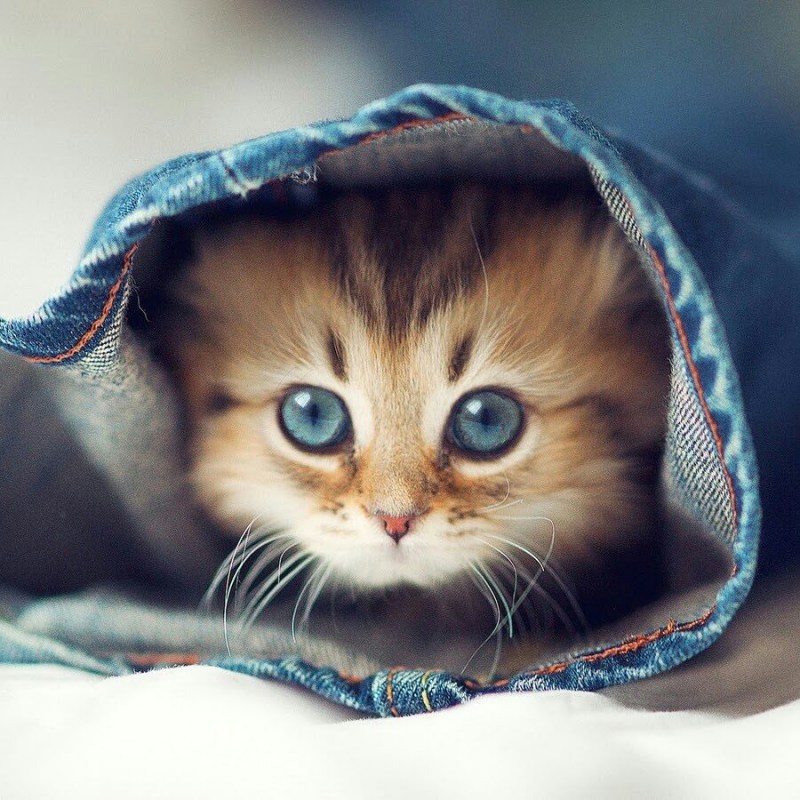 Милые котики