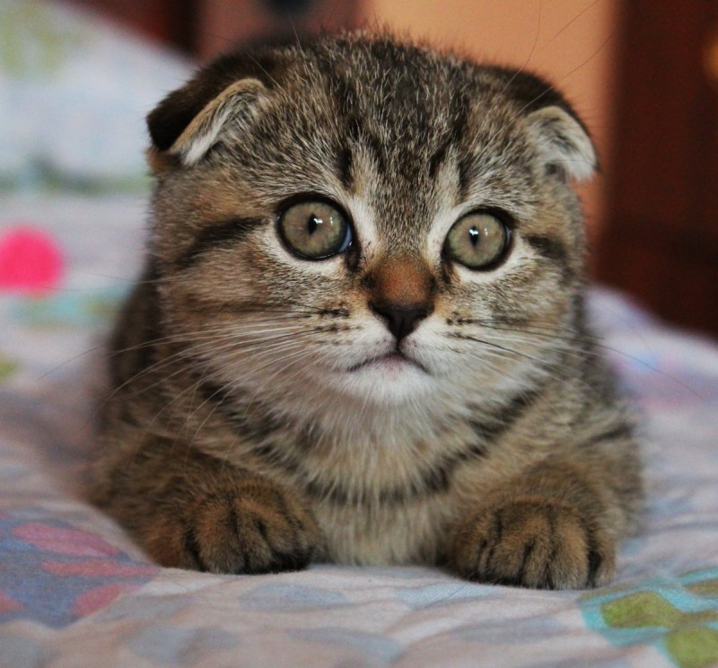Шотландская вислоухая шиншилла