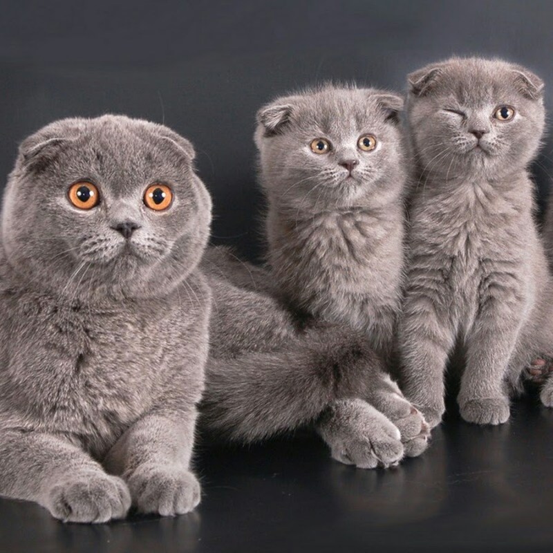 Шотландская вислоухая кошка