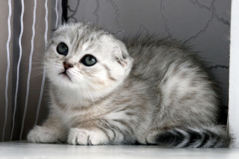Шотландский вислоухий кот скоттиш фолд