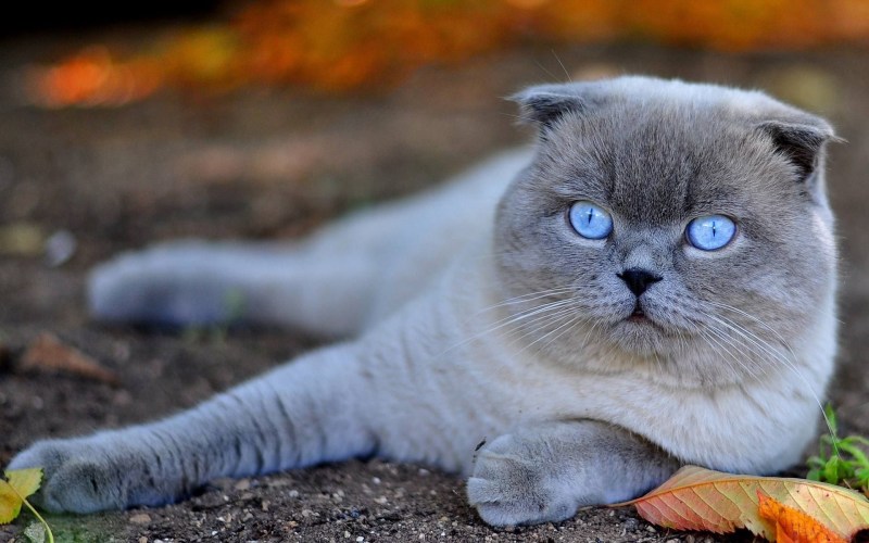 Скоттиш фолд