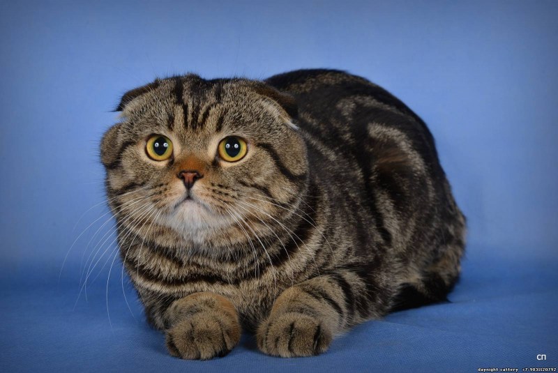 Шотландский вислоухий кот скоттиш фолд