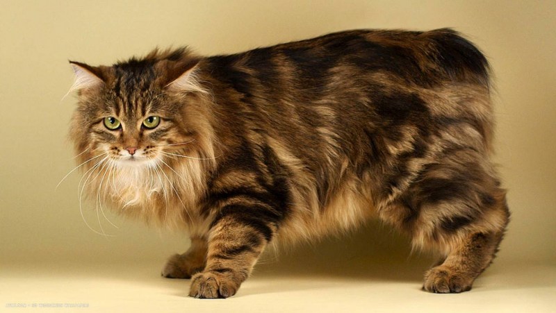 Кот Курильский бобтейл