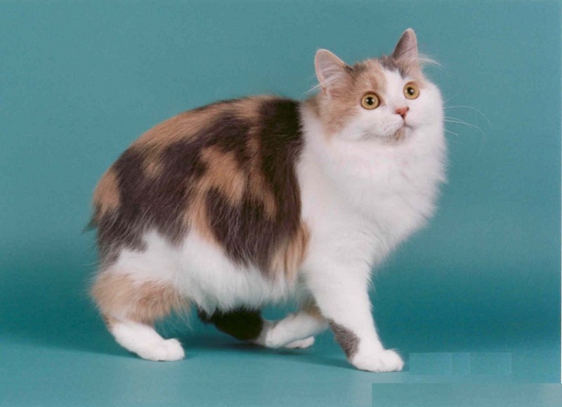 Кимрик кошка