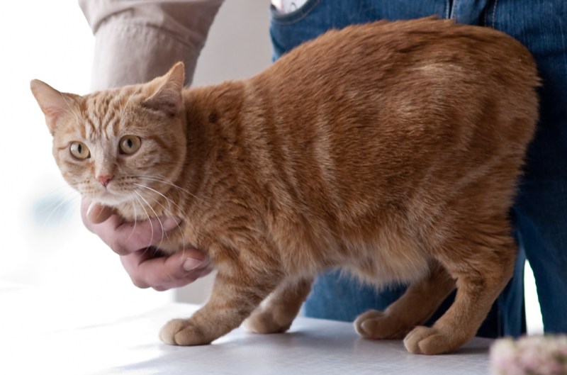 Мэнкс (Мэнская кошка)