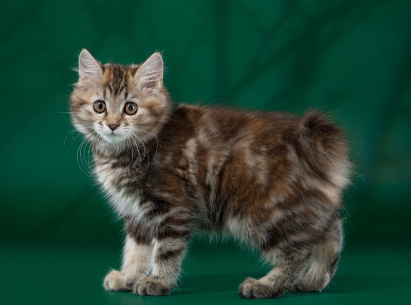 Кимрик (кимрийская кошка)