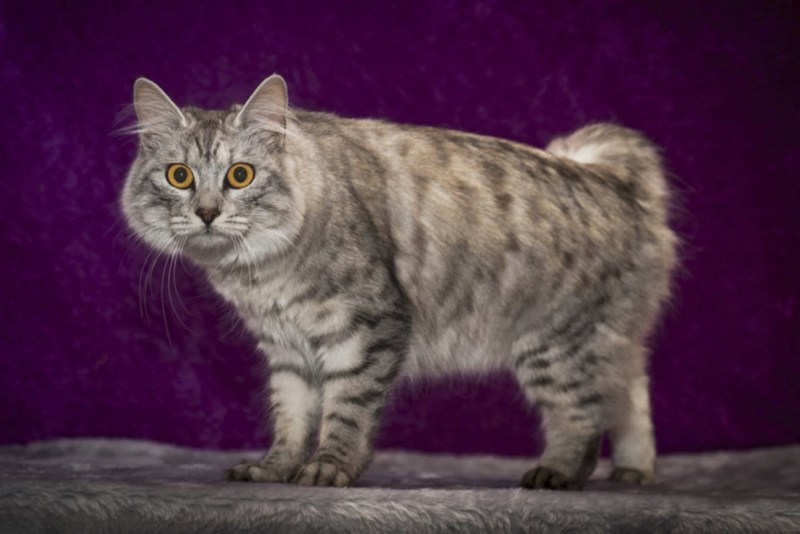 Кошка породы Мэнкс вислоухая