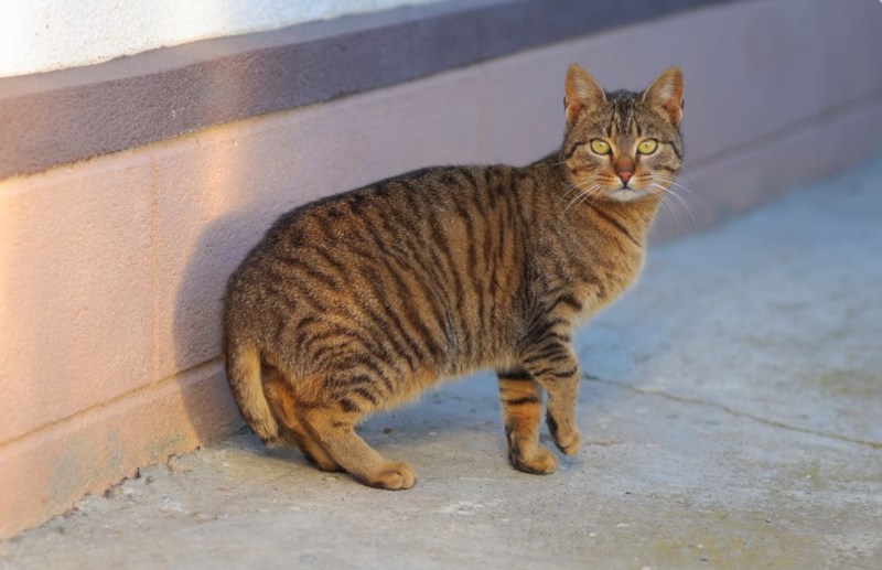 Кот американский бобтейл